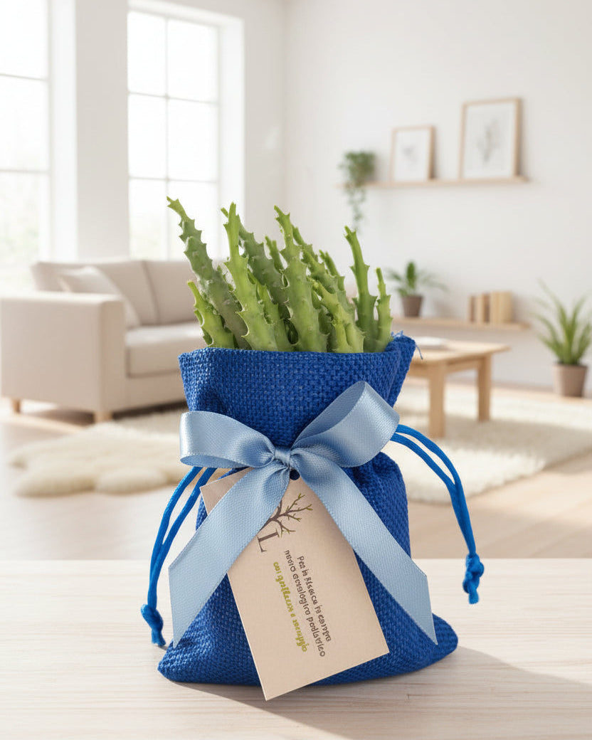 Piantina grassa con sacchetto in iuta